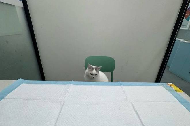 猫咪就医“百态图鉴”：大摇大摆坐医生对面，躲文件夹自欺欺人