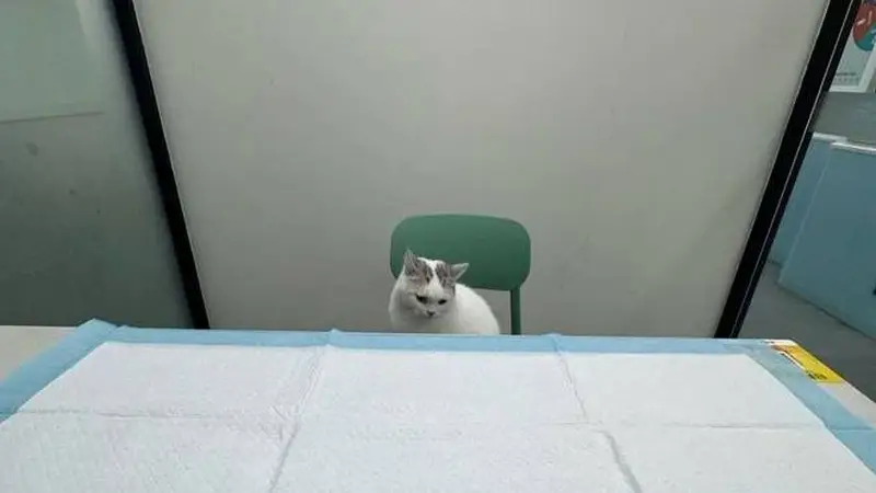 猫咪就医“百态图鉴”：大摇大摆坐医生对面，躲文件夹自欺欺人