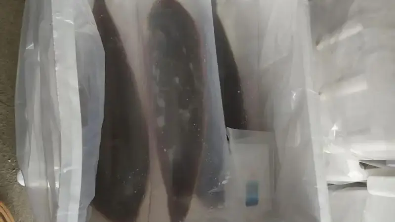 科普丨活鱼也能长途“睡”着运?不用麻药,一觉直达餐桌