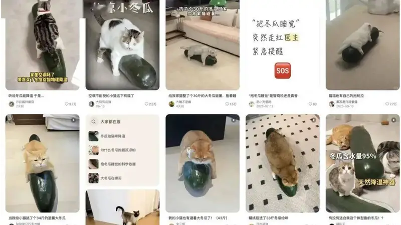 打算学博主给猫买“雷霆大冬瓜”,很遗憾,买回来之后你可能会失望……