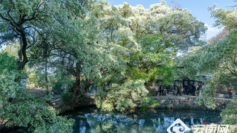 滇村旅居 | 桑岭村:藏在剑湖之畔的盛夏清凉栖居地