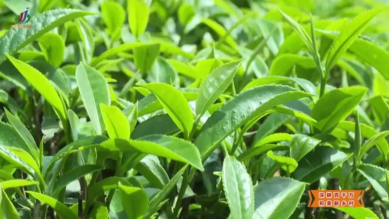 【深耕百千万 和美新乡村】揭西:“雾云大洋”红茶斩获茶界桂冠 品牌驱动茶业提质升级