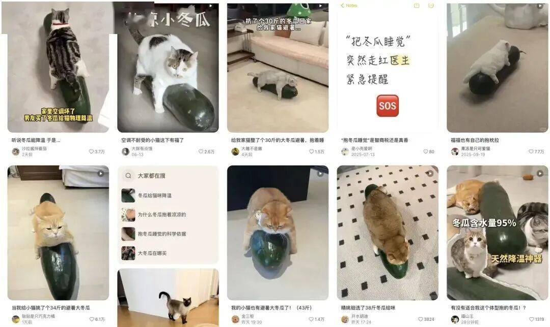 打算学博主给猫买“雷霆大冬瓜”，很遗憾，买回来之后你可能会失望……
