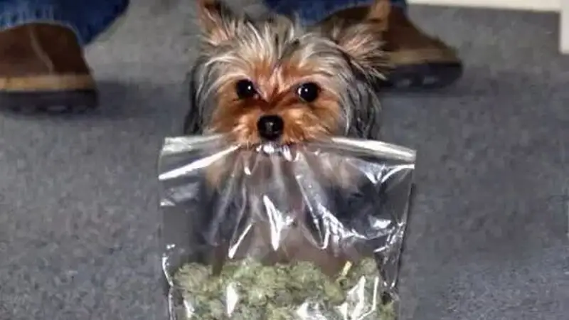 因为攻击小鸭鸭,这只缉毒犬上了新闻!