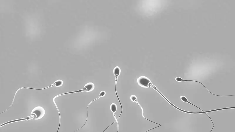 千年“养精蓄锐”遭推翻,牛津 5.4 万人研究:精子越攒,质量越差