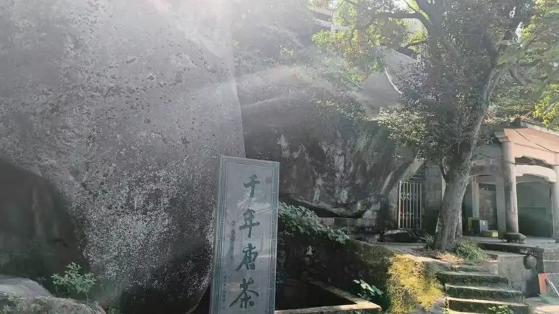 唐茶古韵：我与茶花跨越千年的缘分