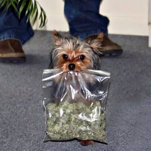 因为攻击小鸭鸭，这只缉毒犬上了新闻！