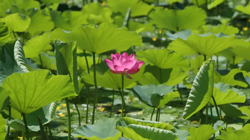 夏荷盛放!玉渊潭公园限定美景上线——