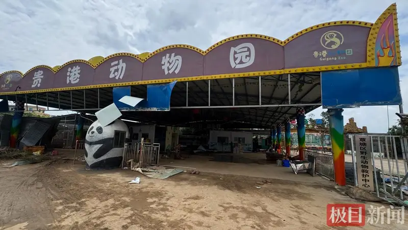 贵港动物园被淹后只剩寥寥几只动物,园方回应“锁死笼舍致3狮溺亡”争议:村落密集怕它们逃出伤人,辛苦养大我们也舍不得