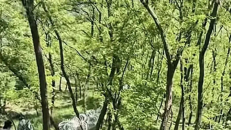 泰山刀片式隔离网,拆除计划公布