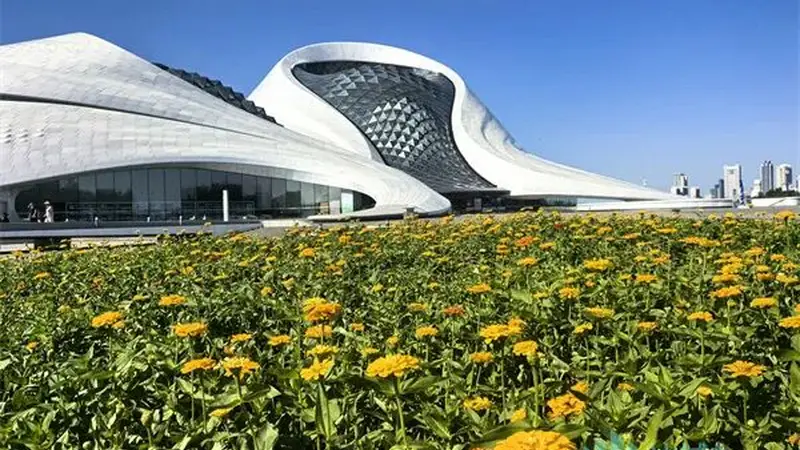 夏日赏花地图再添新地标:哈尔滨大剧院前百日菊花海绽放