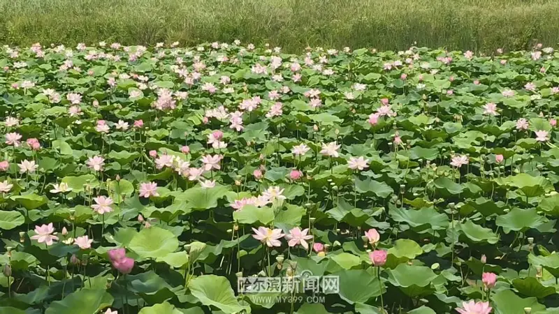 冰城赏荷正当时最佳时段上午推荐点位攻略