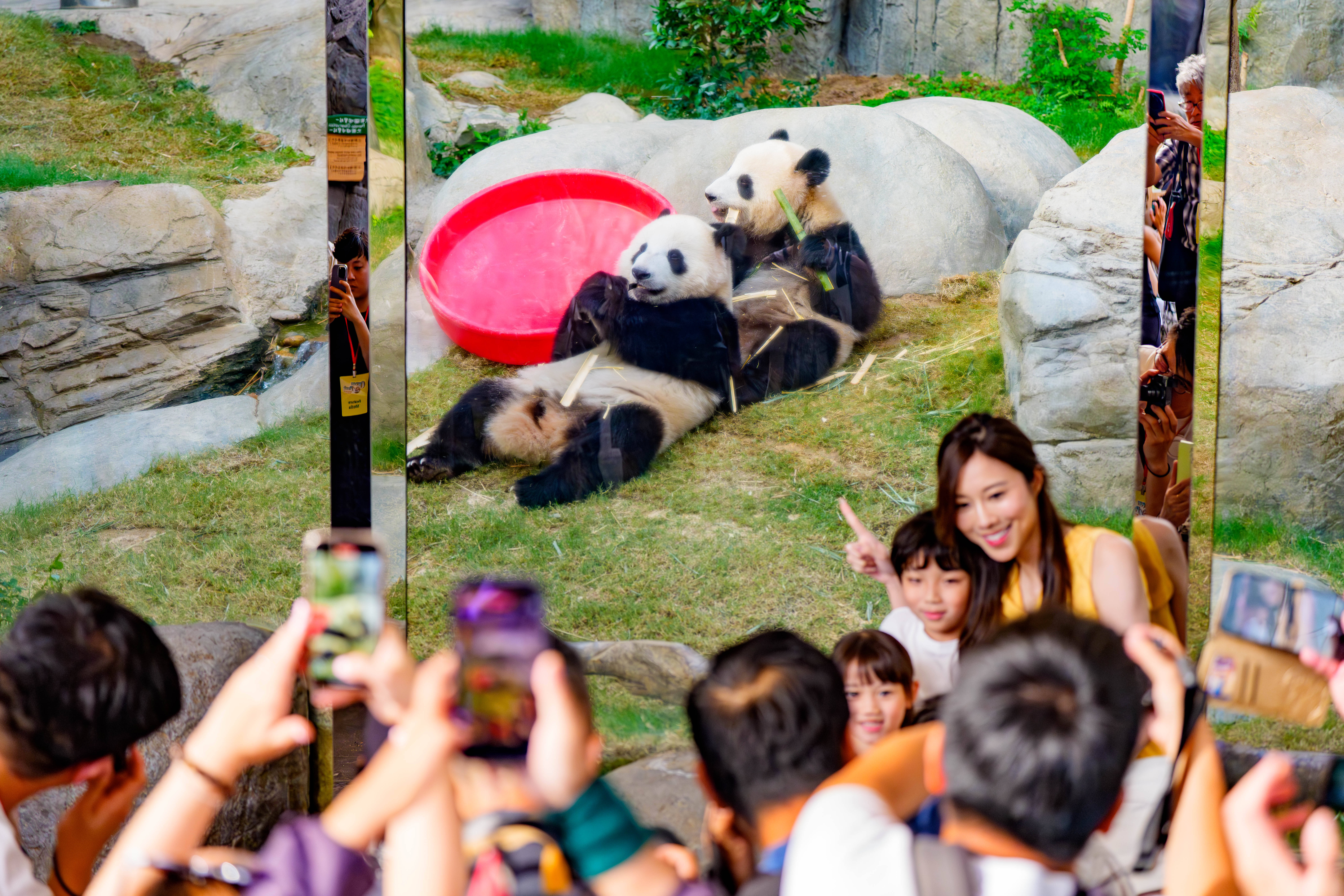 香港海洋公园推出系列活动庆祝6只大熊猫生日