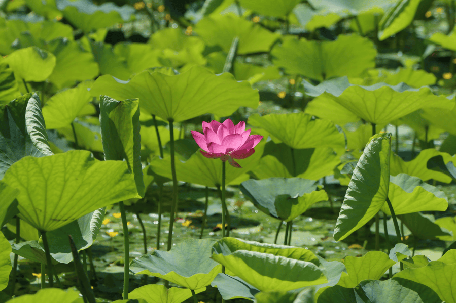 夏荷盛放！玉渊潭公园限定美景上线——
