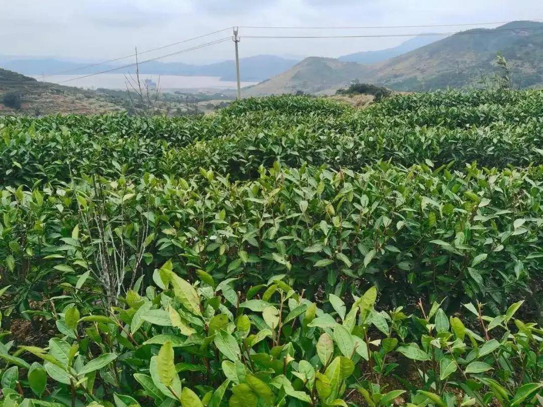 从一芽难求到连梗带叶皆是宝 温州抹茶带来“海的味道”