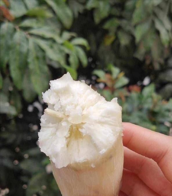 今日！有毒且致命！却被约8亿人当主食端上餐桌，我们种了500多万吨