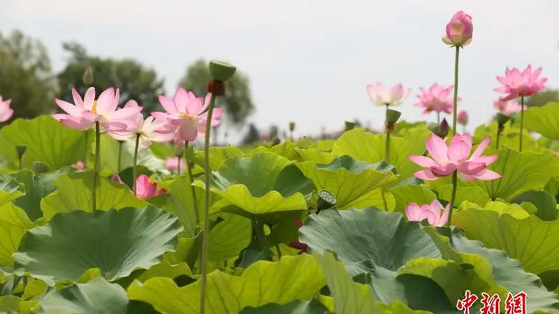 荷韵十载引客来 鸣翠湖荷花节点燃夏日文旅消费热潮