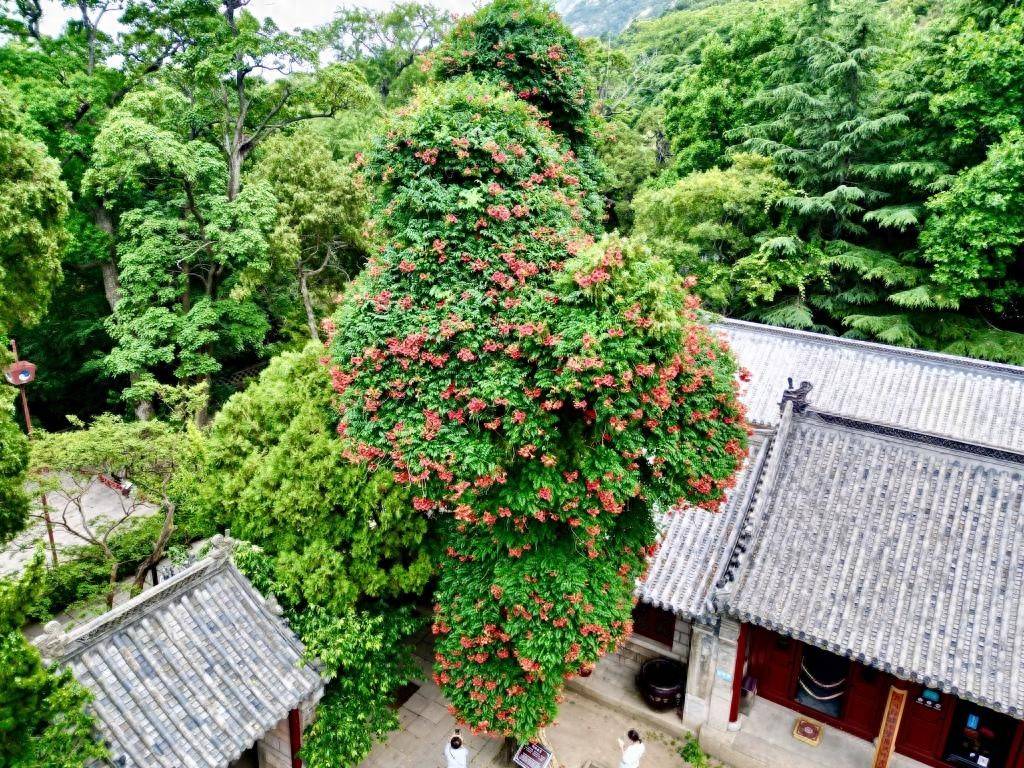 盛夏仙境花满古柏！崂山太清百年凌霄绚烂绽放