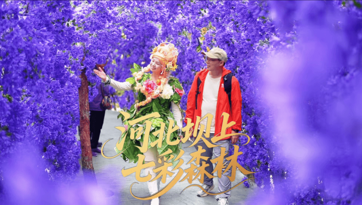 北京周边避暑天花板！16℃的丰宁七彩森林，遛娃度假一站式全搞定
