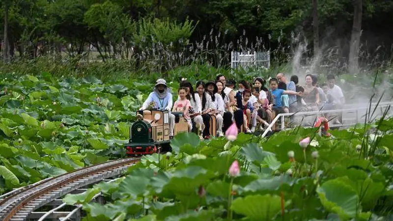 小火车穿行荷塘间 安徽城市公园解锁夏日浪漫