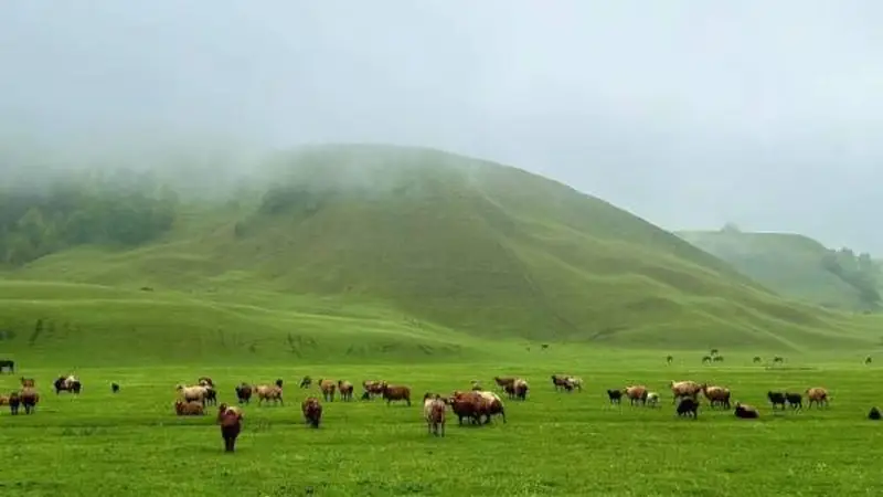 在伊犁河谷的夏日呼吸:一场走进天山深处的漫游记