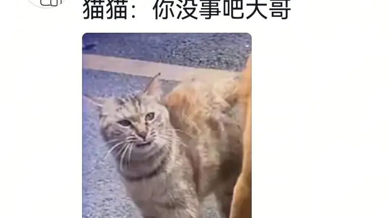 狗咬死鸡后装死,主人十巴掌揭穿谎言