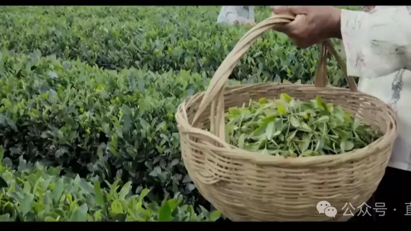 日照绿茶香飘香港,非遗匠心登新亚太电视台