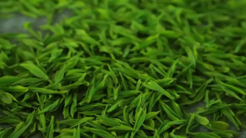 家中陈年茶叶还能喝吗？绿茶红茶普洱茶区别解析
