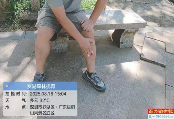 梧桐山野猪为什么频繁出没?