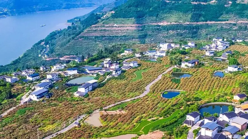 巴阳村:枇杷之乡的非遗田园,解锁江边慢生活
