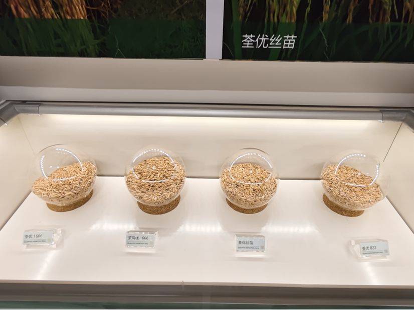 现场 | 停牌日撞上股东会，荃银高科回应超3.5亿元玉米存货减值与同业竞争核心议题