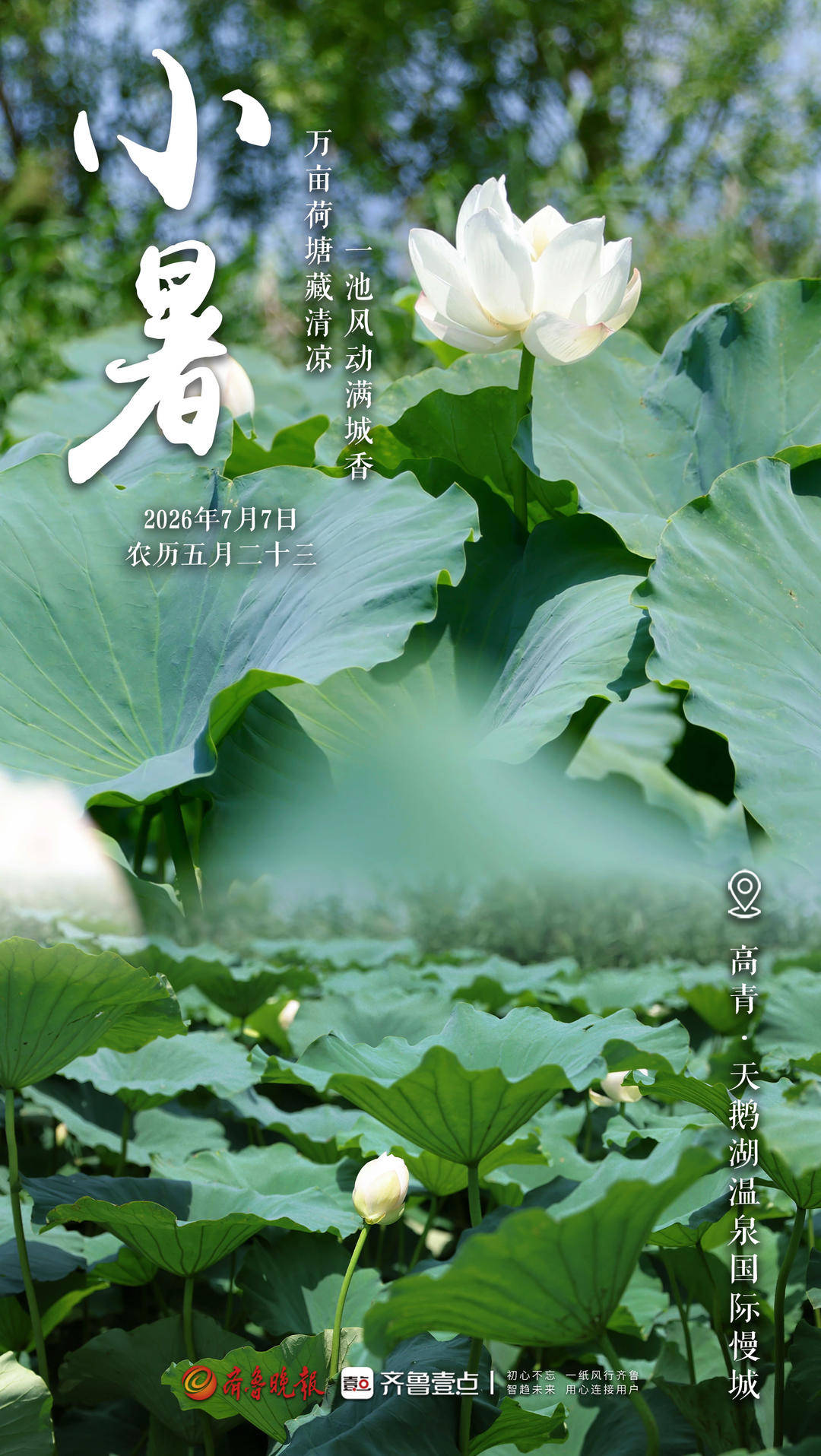 文旅节气海报｜小暑至，荷风起，天鹅湖万亩荷塘藏清凉