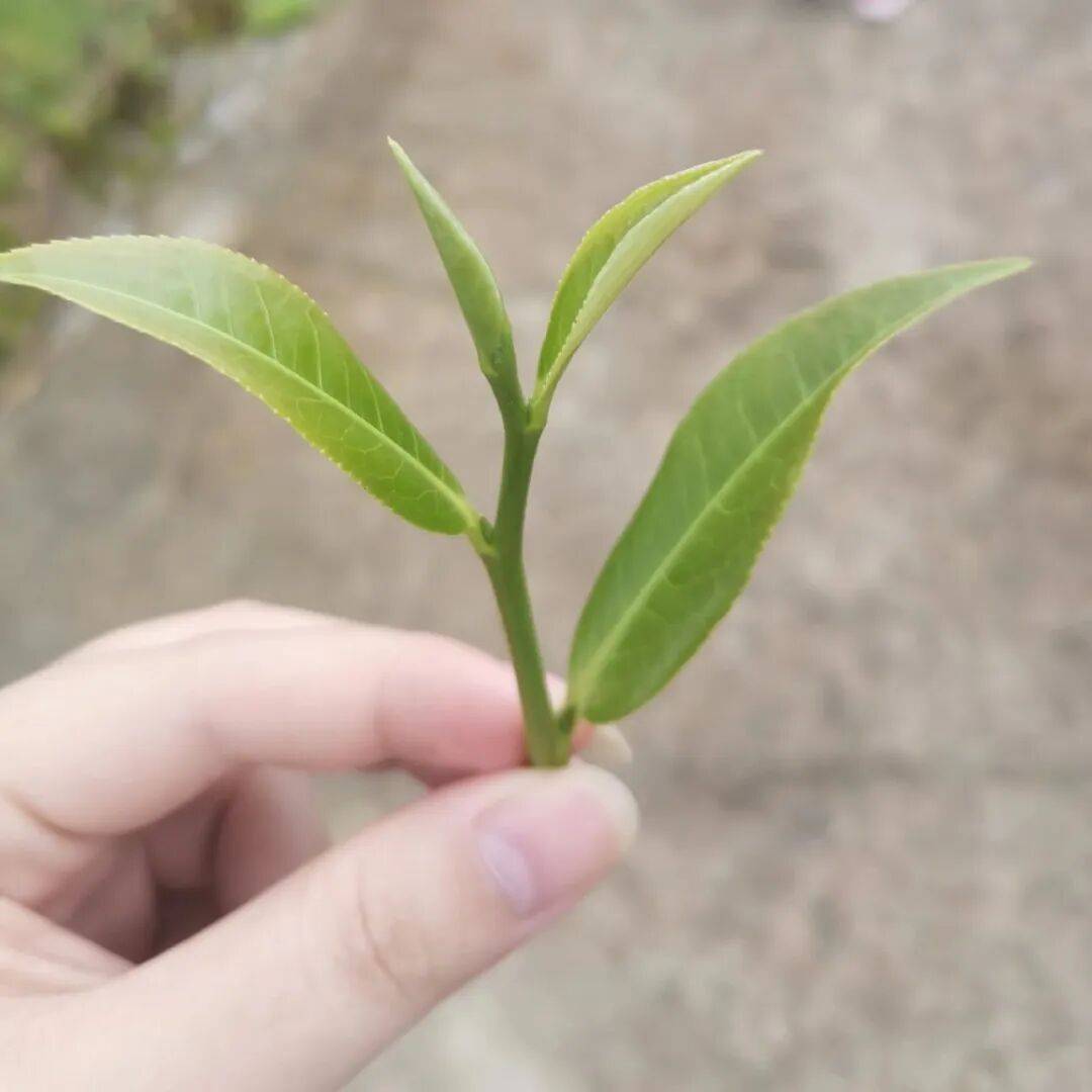伏日消暑，细啜峨眉竹叶青