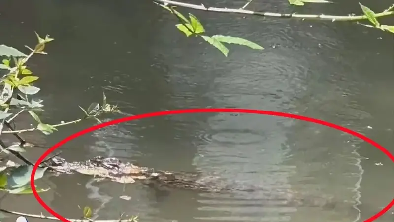 上海一小区内出现鳄鱼,多部门出动抓捕,当地:已暂时存放在动物园,初判是人为遗弃