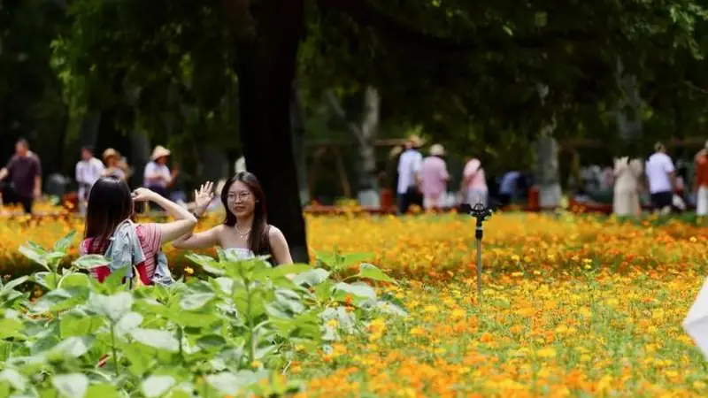 视点|盛夏鎏金花海上线!奥森硫华菊烂漫盛放