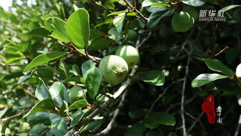 寻闽味:闽南夏味 薜荔凉粉