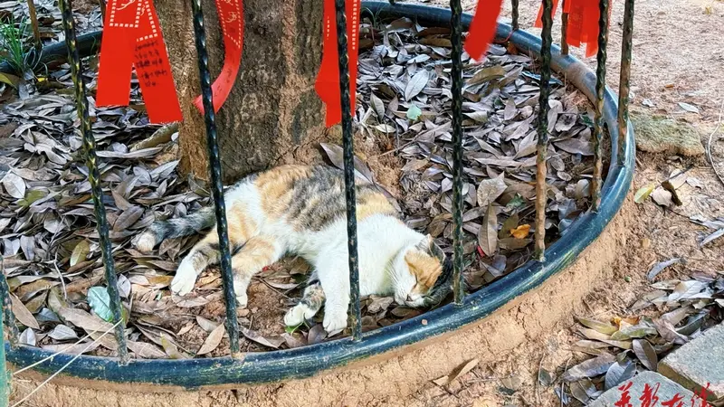 长沙新晋治愈打卡地！这份 “猫猫寺” 逛玩攻略请收好