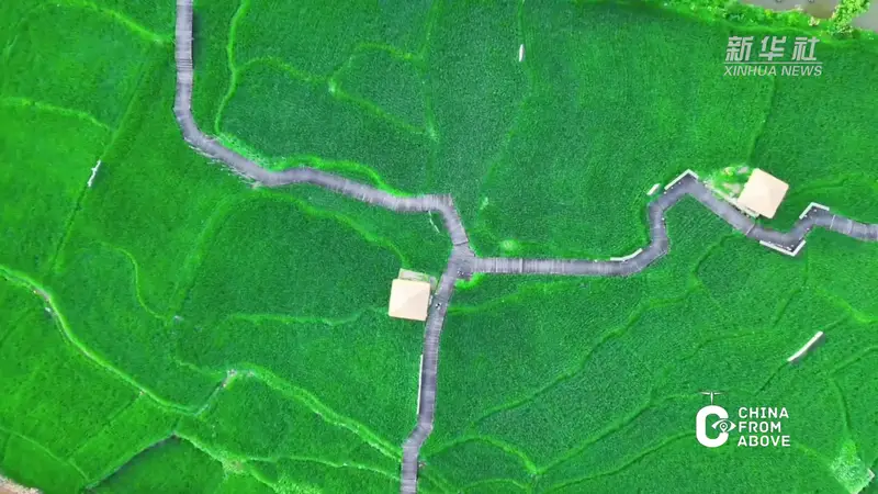 福建:青穗垂田,稻香漫野