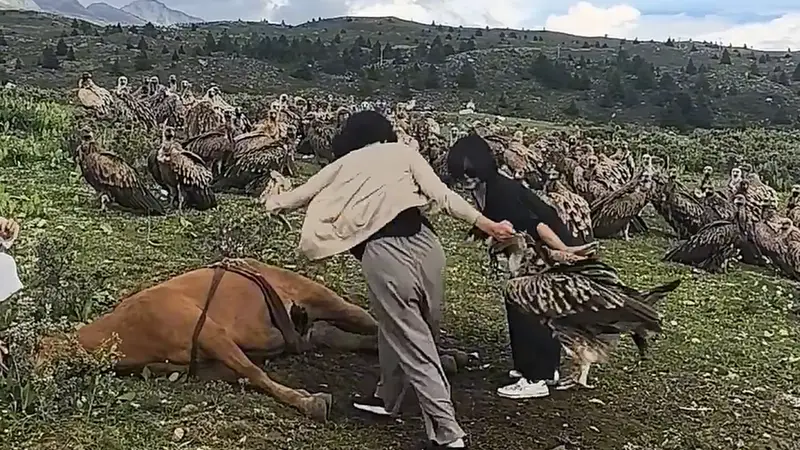 光明日报：保护好高山兀鹫，切勿徒手驱赶