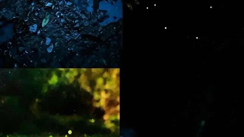 峨眉山萤火虫爆发!20℃的夏夜,来追“流动的星河”