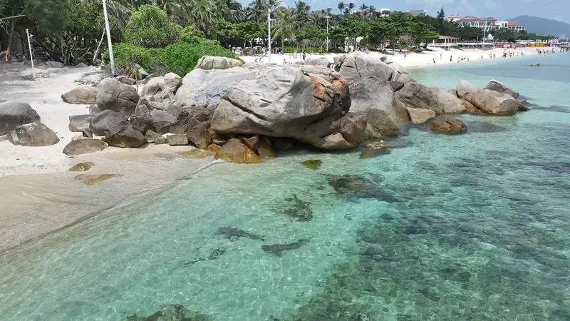 三亚蜈支洲岛成海洋生物常驻地 零碳认证守护珍稀物种