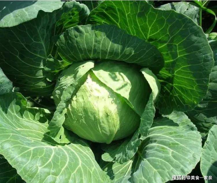 大叔家的宴客菜：温州敲虾，鲜嫩弹牙，非常入味，家人喜欢！