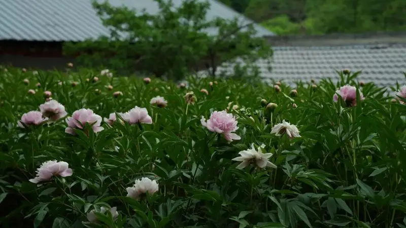 3条小众徒步线路,解锁秦岭夏日避暑天堂