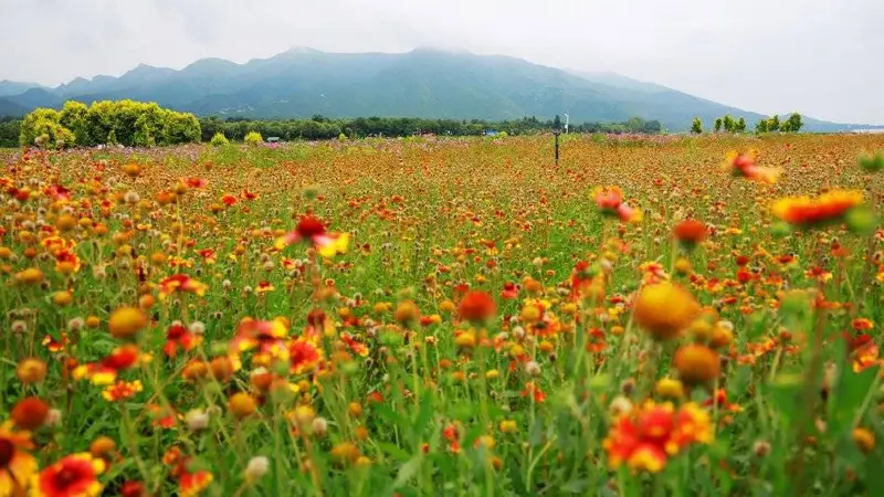 北京七孔桥花海绚烂绽放，金翅菊铺就夏日斑斓画卷