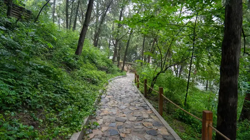 避暑胜地+1，香山公园古树保护示范区全新开放