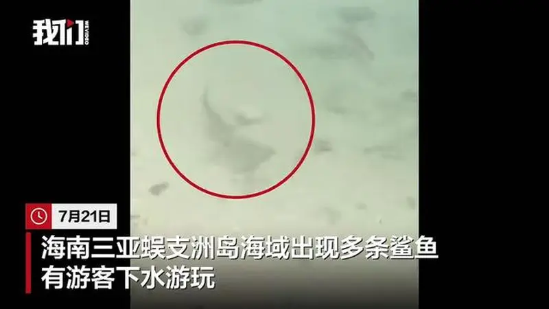 三亚蜈支洲岛海域现多条黑鳍鲨,景区:不伤人且生态环境好转