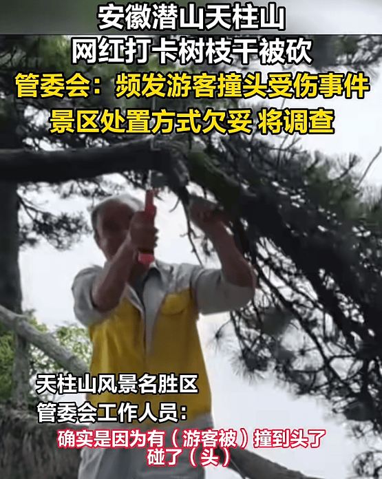 争议“网红树”被砍：安全与美景不该只是二选一 |实习生选拔赛