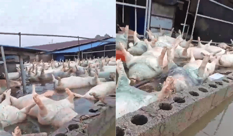 广西宾阳一养猪场被淹，当地回应：死亡生猪约有几千头