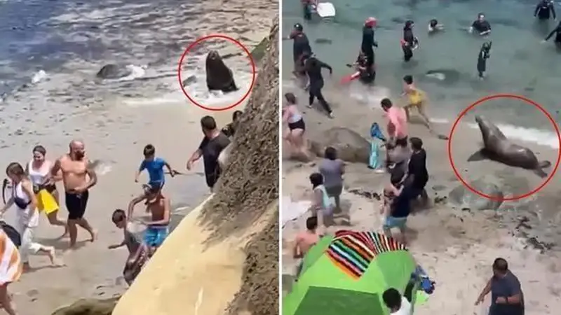 7.13日：快往高处跑呀，加州海滩的暴躁巨型海狮疯狂追人，现场场面一度失控