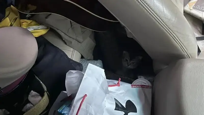 惊!朋友来电怒问偷猫,结果客厅猫竟成“最佳流量担当”,真相太逗